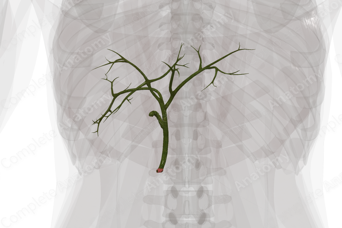 Extrahepatic Bile Ducts Biology Diagrams
