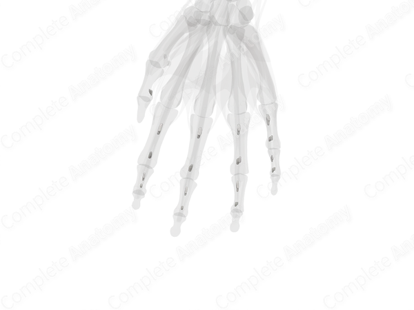 Vincula Tendinum of Hand (Left)