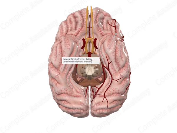Lateral Orbitofrontal Artery