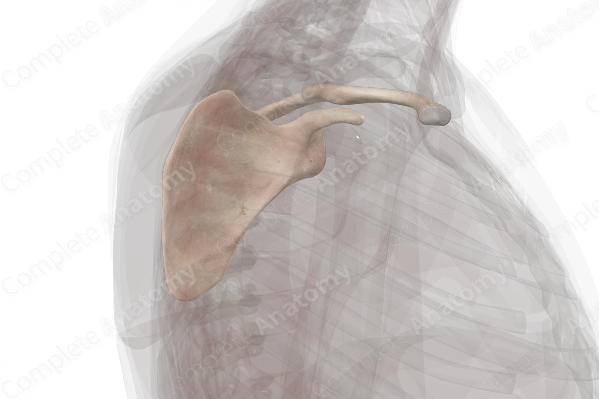 Bones of Pectoral Girdle (Left)