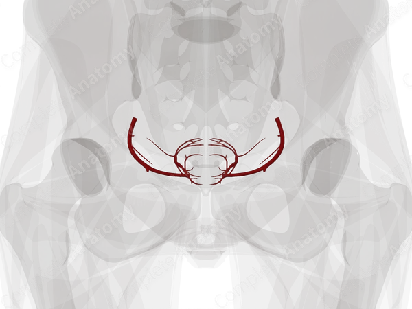Arteries of Uterus