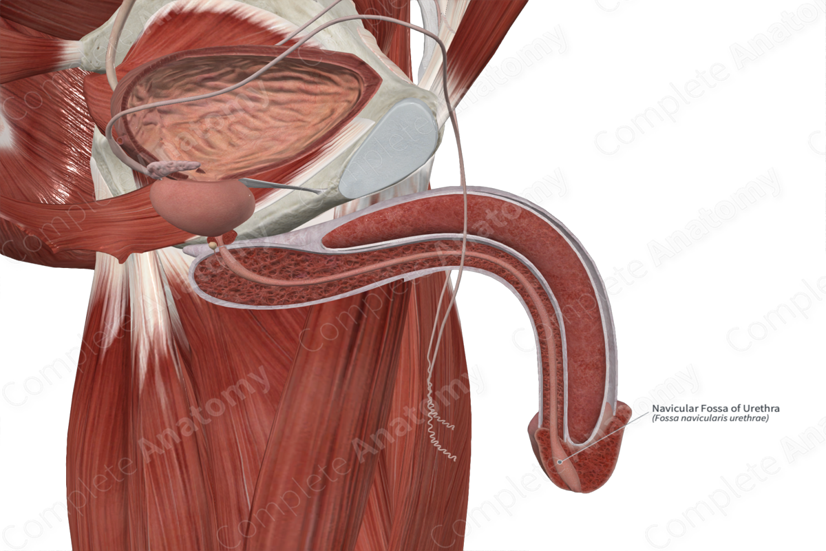 Navicular Fossa of Urethra 