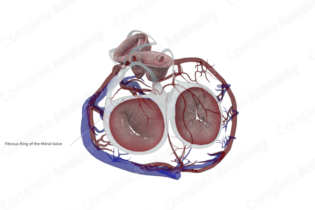 Left Fibrous Ring