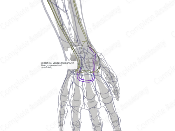 Superficial Venous Palmar Arch (Right)
