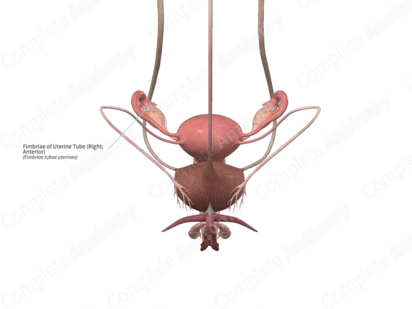 Fimbriae of Uterine Tube (Right; Anterior)