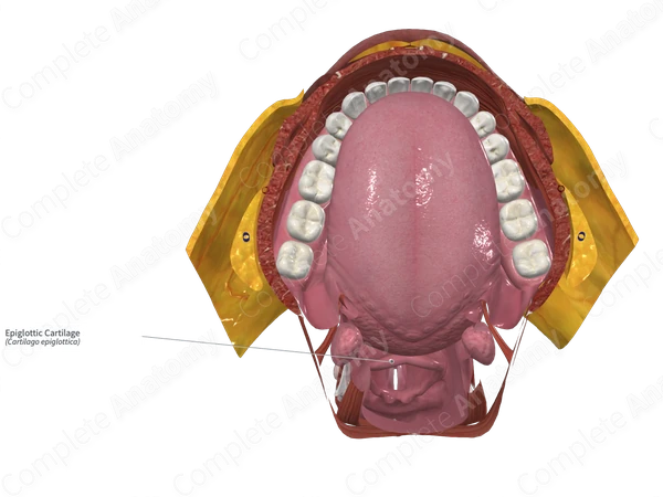 Epiglottic Cartilage