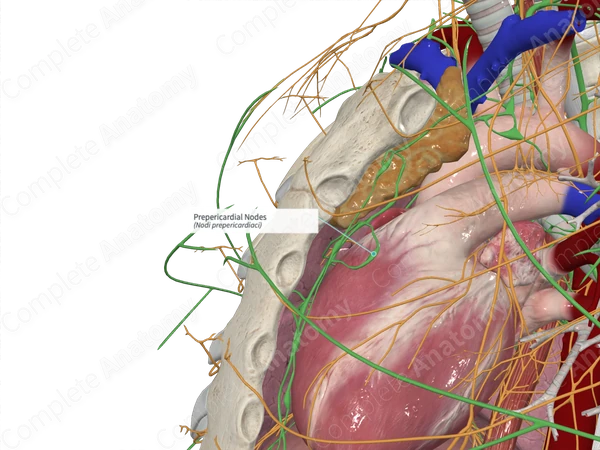 Prepericardial Nodes