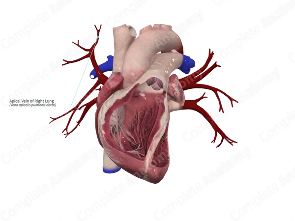 Apical Vein of Right Lung
