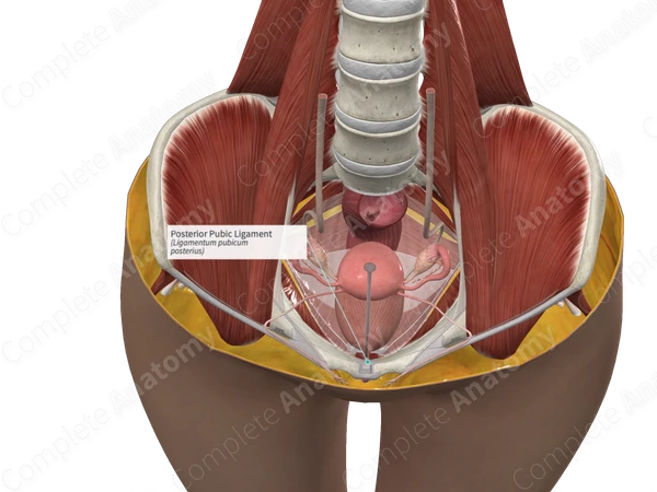 Posterior Pubic Ligament