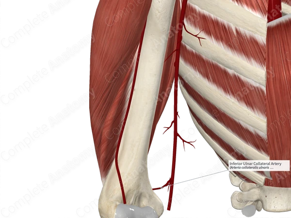 Inferior Ulnar Collateral Artery