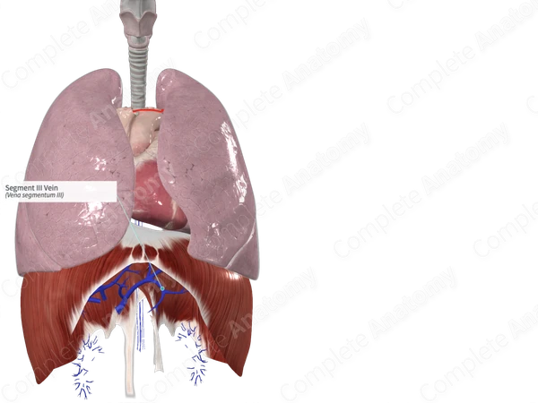 Segment III Vein