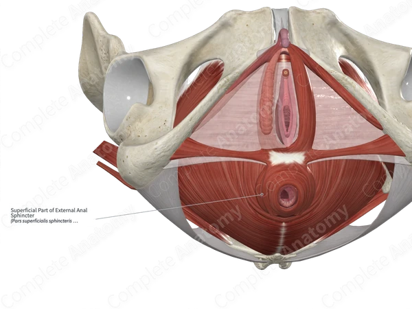 Superficial Part of External Anal Sphincter