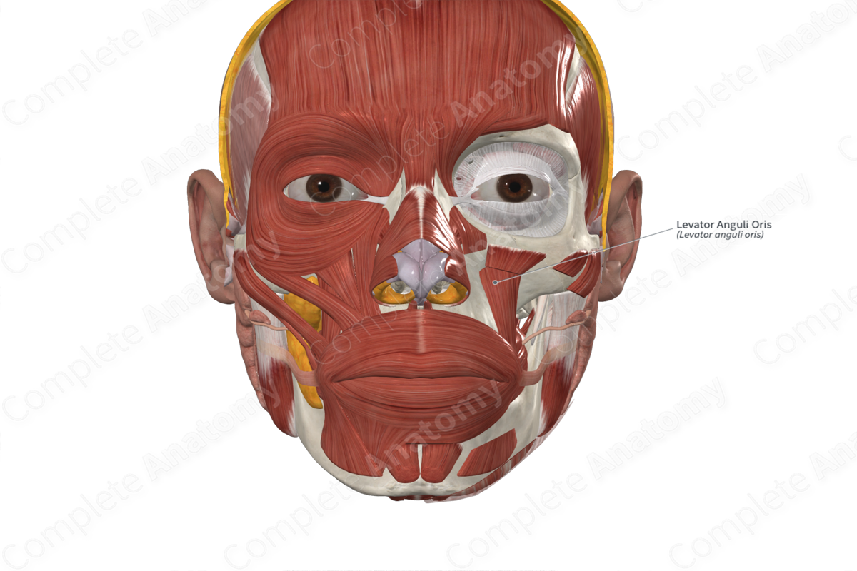 Levator Anguli Oris 