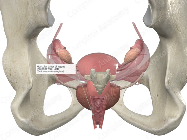 Muscular Layer of Vagina (Anterior Wall; Left)