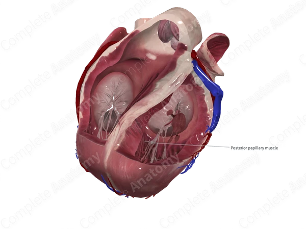 Inferior Papillary Muscle of Left Ventricle