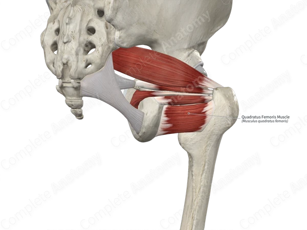 Quadratus Femoris Muscle