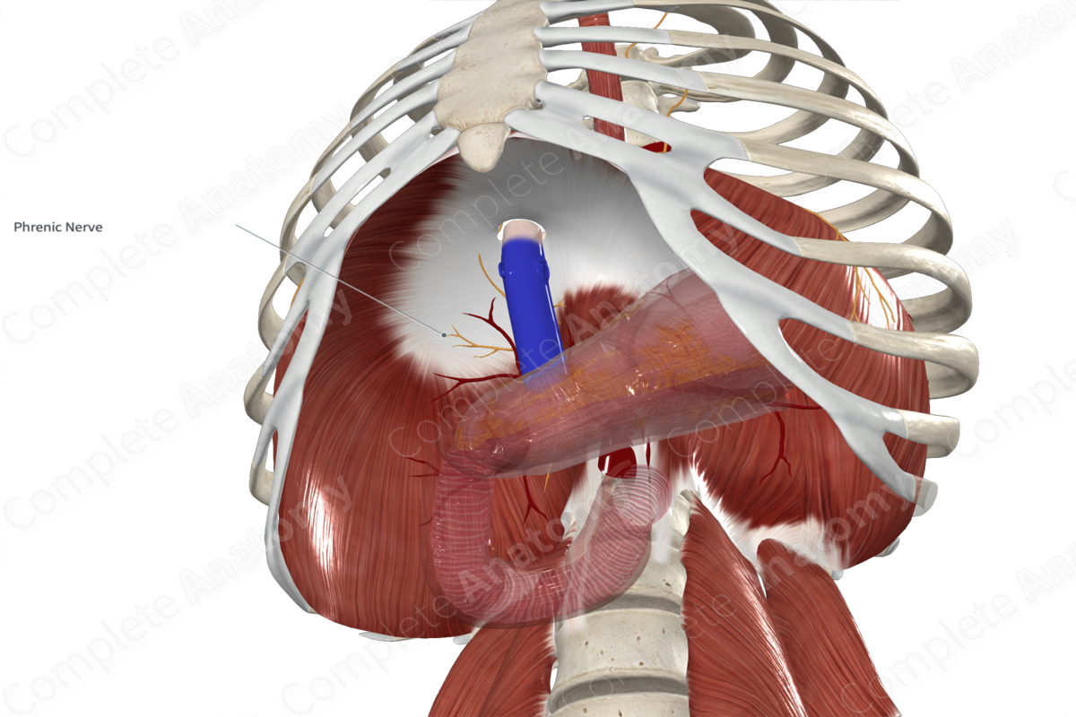 Phrenicoabdominal Branches of Phrenic Nerve 