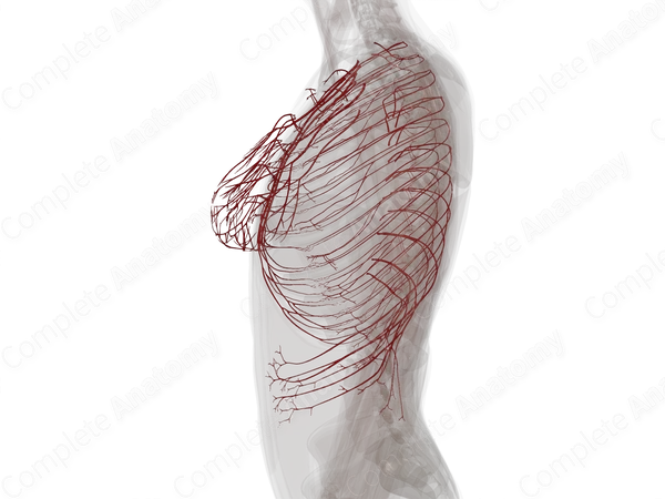 Arteries of Thoracic Wall