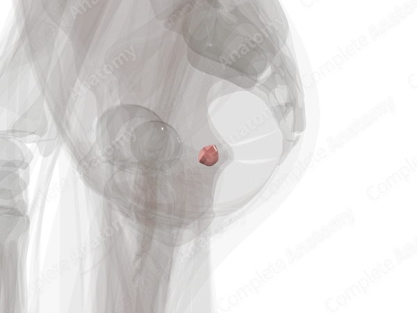 Cervix of Uterus