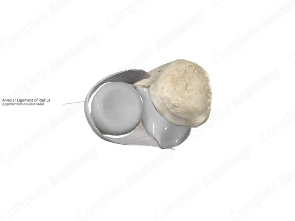 Annular Ligament of Radius