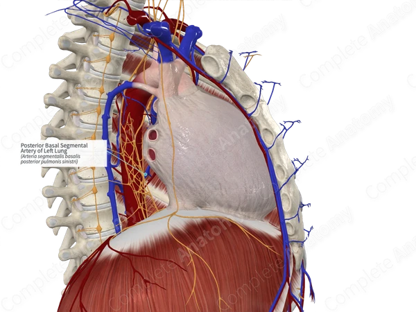 Posterior Basal Segmental Artery of Left Lung