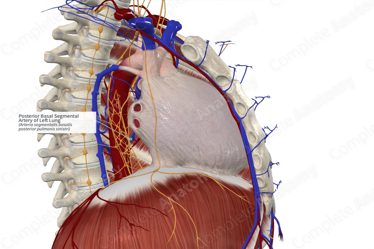 Posterior Basal Segmental Artery of Left Lung