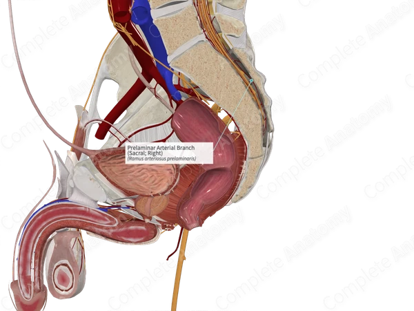 Prelaminar Arterial Branch (Sacral; Right)