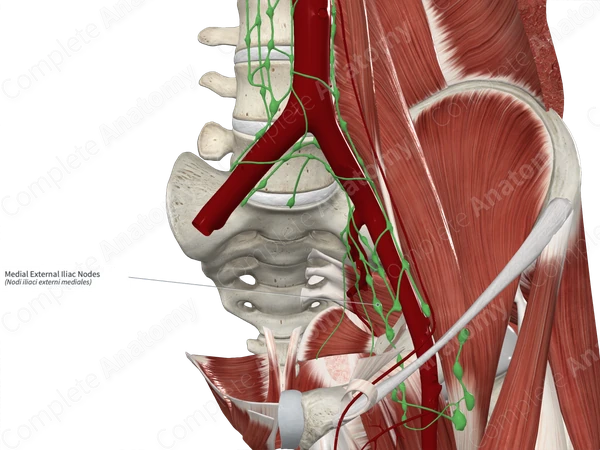 Medial External Iliac Nodes
