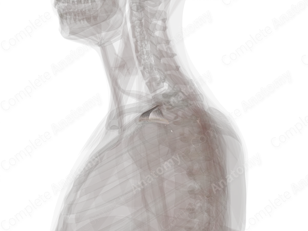 Coracoclavicular Ligament (Left)