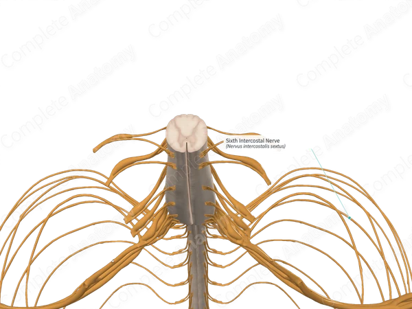 Sixth Intercostal Nerve