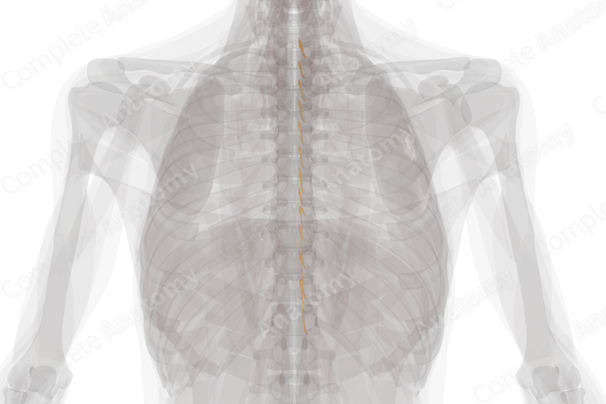 Posterior Roots of Thoracic Nerves (Left)
