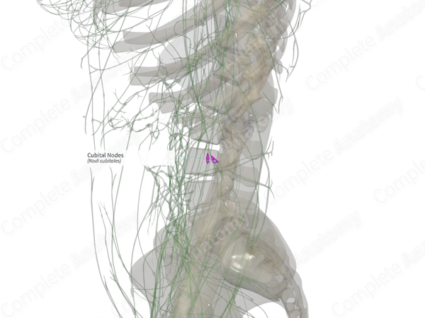 Cubital Nodes (Right)