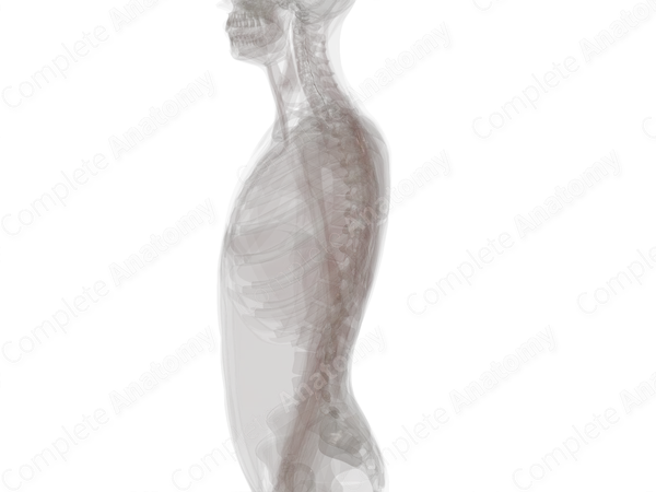 Posterior Longitudinal Ligament