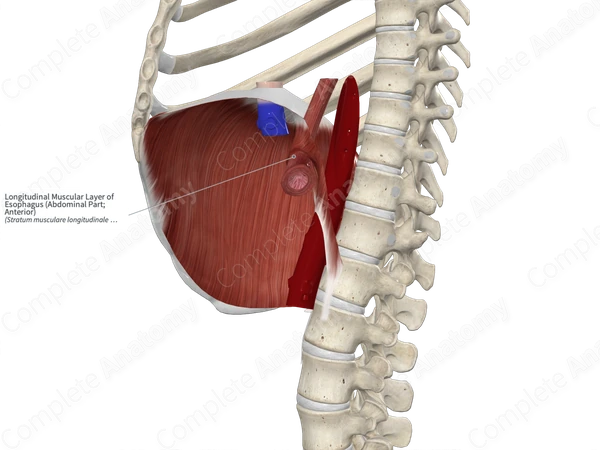 Longitudinal Muscular Layer of Esophagus (Abdominal Part; Anterior)