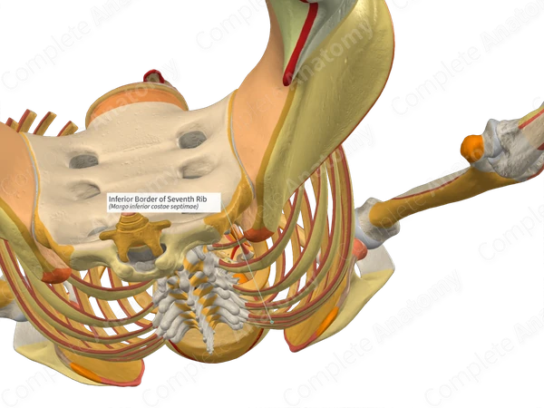 Inferior Border of Seventh Rib | Complete Anatomy