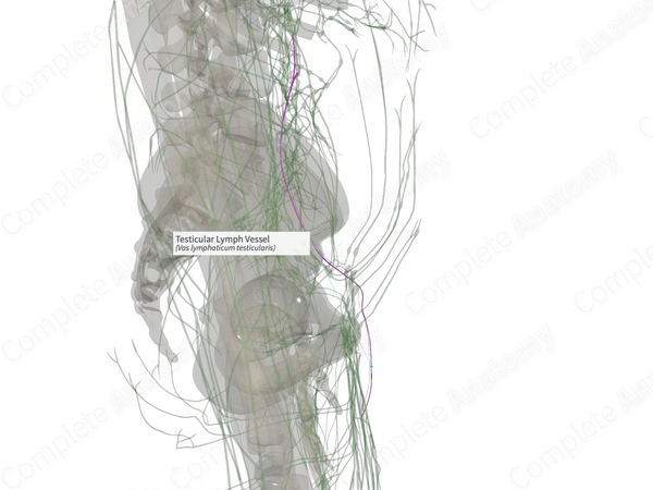 Testicular Lymph Vessel (Left)
