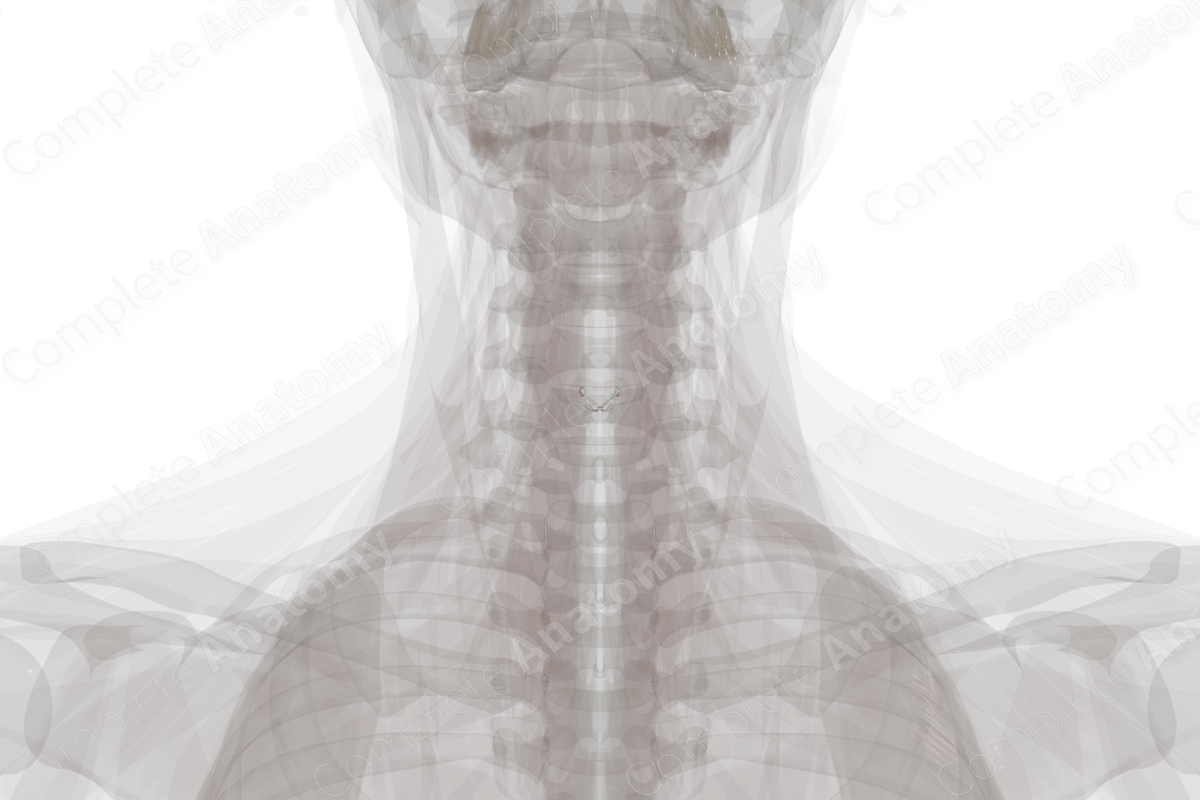 Laryngeal Cavity