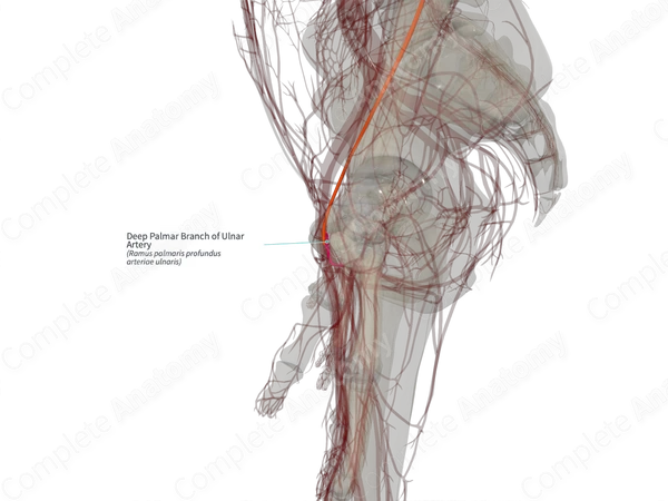 Deep Palmar Branch of Ulnar Artery (Right)