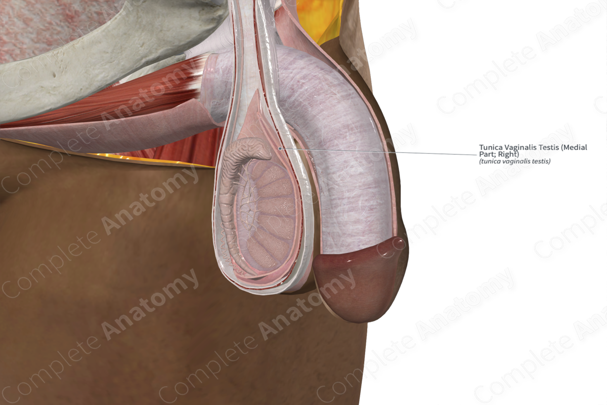 Tunica Vaginalis Testis (Medial Part; Left)