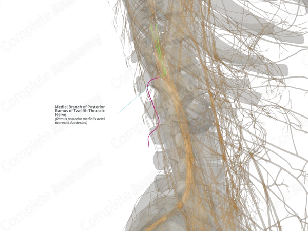 Medial Branch of Posterior Ramus of Twelfth Thoracic Nerve (Left)