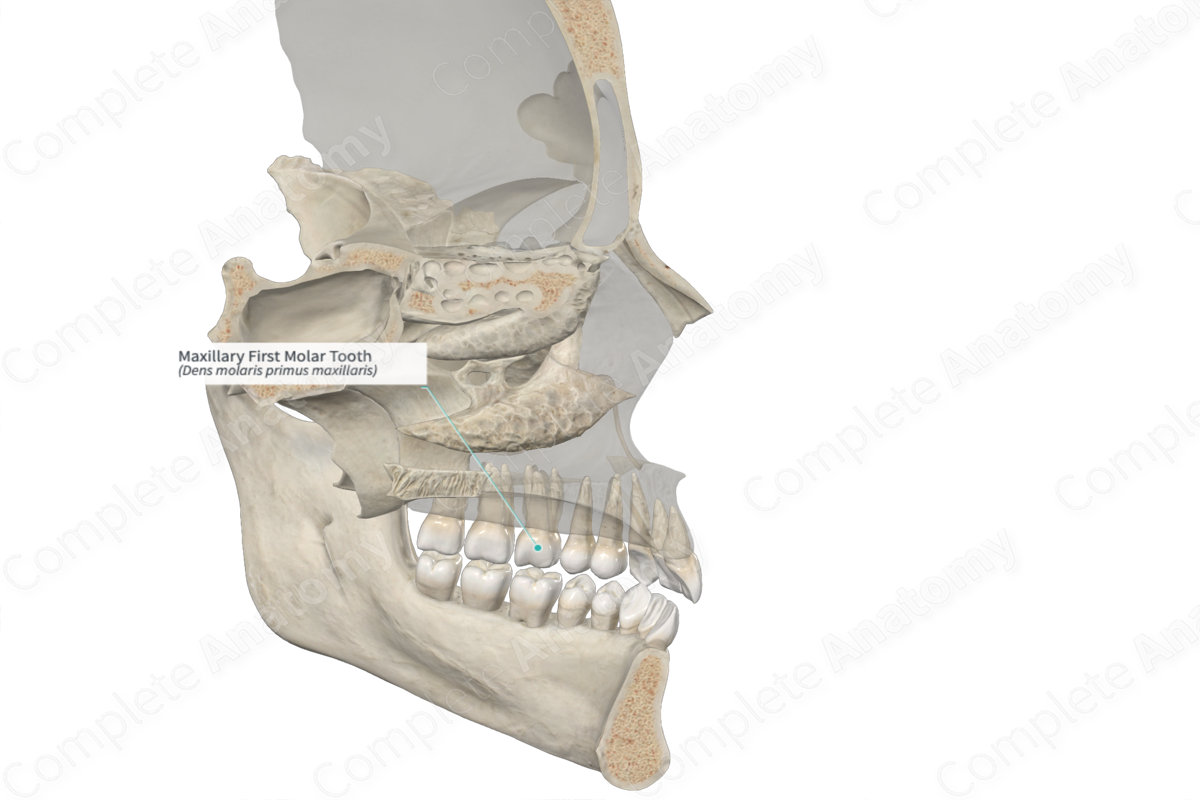 Maxillary First Molar Tooth 