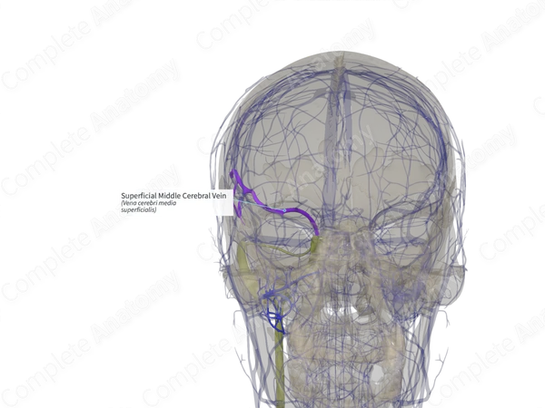 Superficial Middle Cerebral Vein (Right)