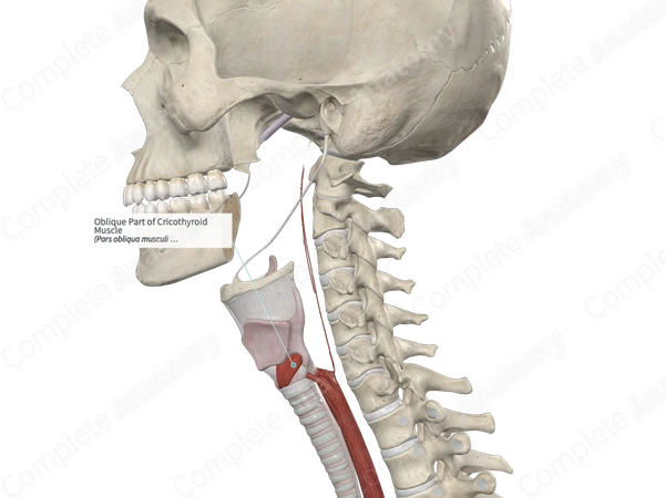 Oblique Part of Cricothyroid Muscle