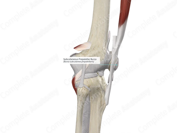 Subcutaneous Prepatellar Bursa 