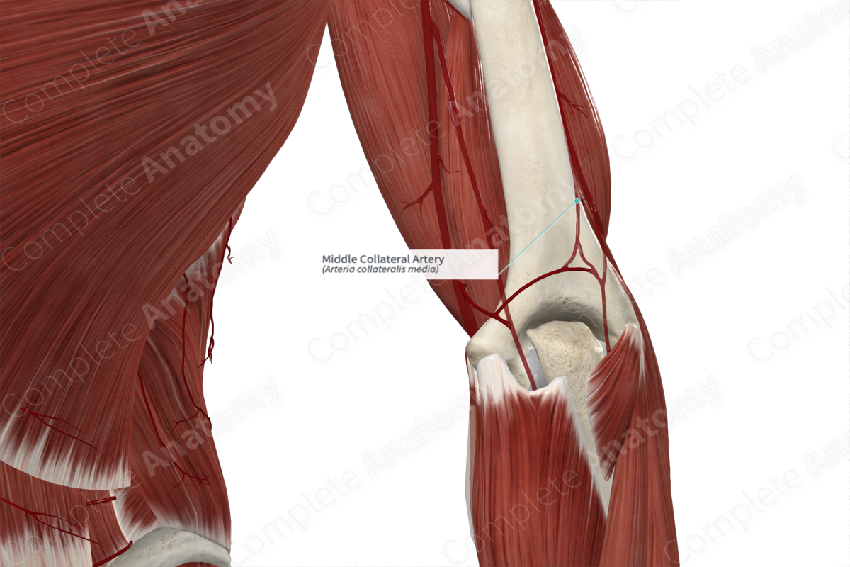 Middle Collateral Artery 