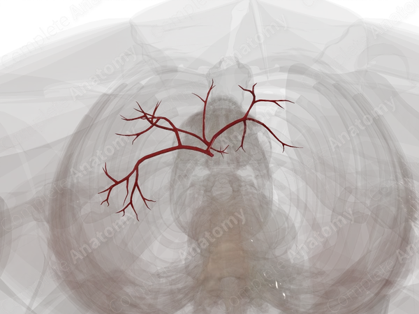 Arteries of Liver