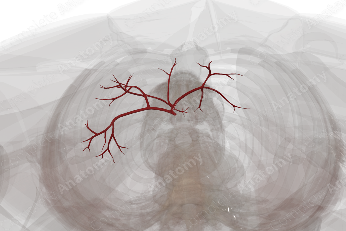 Arteries of Liver