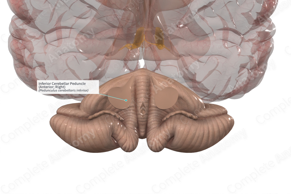 Inferior Cerebellar Peduncle (Anterior; Right)