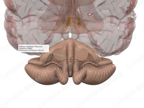 inferior-cerebellar-peduncle-anterior-right-complete-anatomy