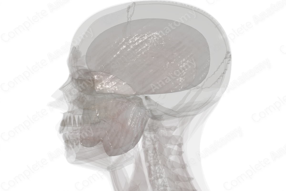 Deep Fascia of Head